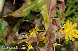 Hellgelbe Erdhummel (Bombus lucorum) auf Bewimpertem Steinbrech (Saxifraga aizoides) (C235254) Hellgelbe Erdhummel (Bombus lucorum) auf Bewimpertem Steinbrech (Saxifraga aizoides) (C235254)