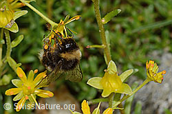 Hellgelbe Erdhummel (Bombus lucorum) auf Bewimpertem Steinbrech (Saxifraga aizoides) (C235255) Hellgelbe Erdhummel (Bombus lucorum) auf Bewimpertem Steinbrech (Saxifraga aizoides) (C235255)