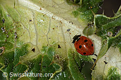 Siebenpunkt Marienkäfer (Coccinella septempunctata)