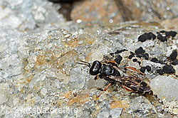 Crabro alpinus (C235267)