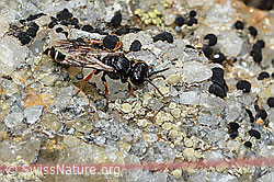 Crabro alpinus (C235268)
