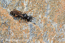 Photo: Crabro alpinus