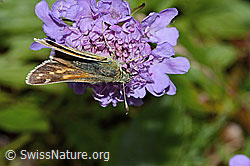 Weissfleckiger Kommafalter (Hesperia comma) auf Glänzender Skabiose (Scabiosa lucida) (C235271) Weissfleckiger Kommafalter (Hesperia comma) auf Glänzender Skabiose (Scabiosa lucida) (C235271)