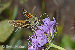 Weissfleckiger Kommafalter (Hesperia comma) auf Glänzender Skabiose (Scabiosa lucida) (C235275) Weissfleckiger Kommafalter (Hesperia comma) auf Glänzender Skabiose (Scabiosa lucida) (C235275)