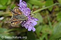 Weissfleckiger Kommafalter (Hesperia comma) auf Glänzender Skabiose (Scabiosa lucida) (C235276) Weissfleckiger Kommafalter (Hesperia comma) auf Glänzender Skabiose (Scabiosa lucida) (C235276)