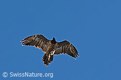 Foto: Bartgeier (Gypaetus barbatus)