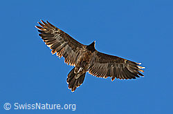 Foto: Bartgeier (Gypaetus barbatus)