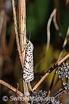 Harlekinbär (Utetheisa pulchella) (C244474)
