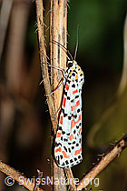 Harlekinbär (Utetheisa pulchella) (C244475)