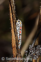 Harlekinbär (Utetheisa pulchella) (C244476)