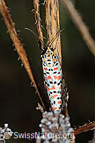 Harlekinbär (Utetheisa pulchella) (C244477)