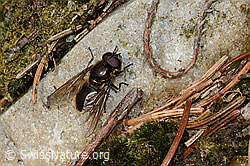 Cheilosia chloris (C249949)