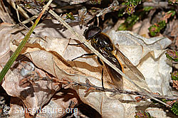 Cheilosia chloris (C249951)