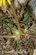 Taraxacum officinale (C249960)