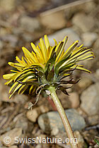 Taraxacum officinale (C249961)