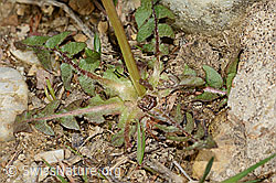 Gewöhnlicher Löwenzahn (Taraxacum officinale) (C249962) Gewöhnlicher Löwenzahn (Taraxacum officinale) (C249962)