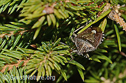 Rottanne (Picea abies)