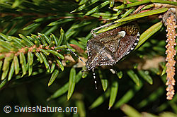 Beerenwanze (Dolycoris baccarum) auf Gewöhnlicher Fichte (Picea abies) (C249971) Beerenwanze (Dolycoris baccarum) auf Gewöhnlicher Fichte (Picea abies) (C249971)