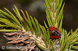 Siebenpunkt-Marienkäfer (Coccinella septempunctata) auf Gewöhnlicher Fichte (Picea abies) (C249975) Siebenpunkt-Marienkäfer (Coccinella septempunctata) auf Gewöhnlicher Fichte (Picea abies) (C249975)