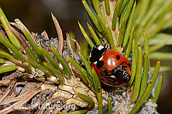 Siebenpunkt-Marienkäfer (Coccinella septempunctata) auf Gewöhnlicher Fichte (Picea abies) (C249977) Siebenpunkt-Marienkäfer (Coccinella septempunctata) auf Gewöhnlicher Fichte (Picea abies) (C249977)