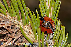 Siebenpunkt-Marienkäfer (Coccinella septempunctata) auf Gewöhnlicher Fichte (Picea abies) (C249979) Siebenpunkt-Marienkäfer (Coccinella septempunctata) auf Gewöhnlicher Fichte (Picea abies) (C249979)