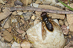 Cheilosia chloris (C249993)
