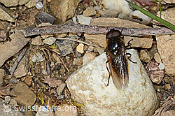 Cheilosia chloris (C249995)