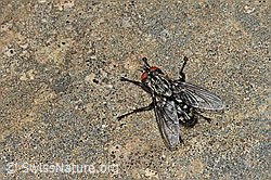 Graue Fleischfliege (Sarcophaga carnaria) (C250006) Graue Fleischfliege (Sarcophaga carnaria) (C250006)
