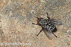 Graue Fleischfliege (Sarcophaga carnaria) (C250010) Graue Fleischfliege (Sarcophaga carnaria) (C250010)