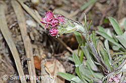 Antennaria dioica (C250012)