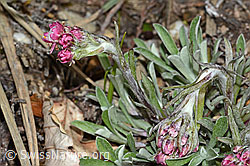 Antennaria dioica (C250013)