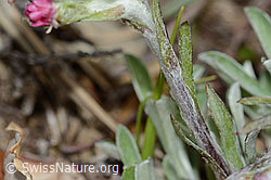 Antennaria dioica (C250015)