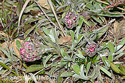 Antennaria dioica (C250018)