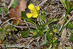 Blutwurz (Potentilla erecta) (C250036) Blutwurz (Potentilla erecta) (C250036)