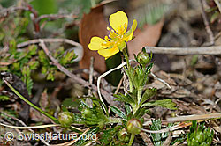 Blutwurz (Potentilla erecta) (C250042) Blutwurz (Potentilla erecta) (C250042)