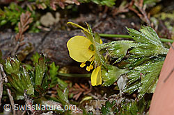 Blutwurz (Potentilla erecta) (C250043) Blutwurz (Potentilla erecta) (C250043)