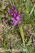 Männliches Knabenkraut (Orchis mascula) (C250044)