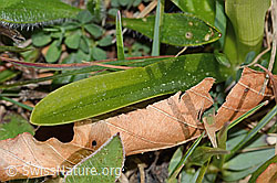 Männliches Knabenkraut (Orchis mascula) (C250050)