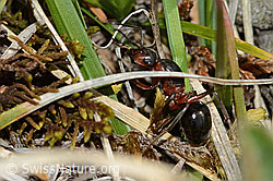 Rote Waldameise (Formica rufa) (C250066) Rote Waldameise (Formica rufa) (C250066)