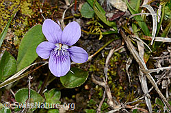 Hain-Veilchen (Viola riviniana) (C250068) Hain-Veilchen (Viola riviniana) (C250068)