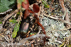 Kupferfarbener Buntgrabläufer (Poecilus cupreus) (C250100) Kupferfarbener Buntgrabläufer (Poecilus cupreus) (C250100)