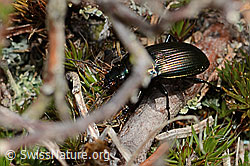 Kupferfarbener Buntgrabläufer (Poecilus cupreus) (C250103) Kupferfarbener Buntgrabläufer (Poecilus cupreus) (C250103)