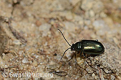 Unechter Kohlerdfloh (Altica oleracea) (05.05.2023, C250109)
