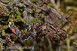 Rote Waldameise (Formica rufa) (C250115) Rote Waldameise (Formica rufa) (C250115)