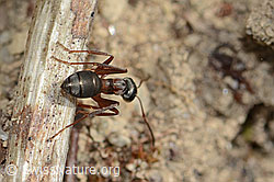 Rote Waldameise (Formica rufa) (C250131) Rote Waldameise (Formica rufa) (C250131)
