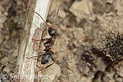 Rote Waldameise (Formica rufa) (C250132) Rote Waldameise (Formica rufa) (C250132)