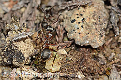 Rote Waldameise (Formica rufa) (C250134) Rote Waldameise (Formica rufa) (C250134)