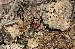 Rote Waldameise (Formica rufa) (C250135) Rote Waldameise (Formica rufa) (C250135)