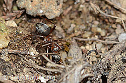 Rote Waldameise (Formica rufa) (C250136) Rote Waldameise (Formica rufa) (C250136)