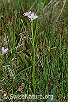 Wiesen-Schaumkraut (Cardamine pratensis) (05.05.2023, C250158)